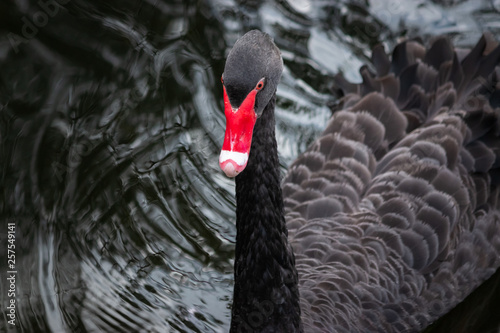 Fototapeta Naklejka Na Ścianę i Meble -  portrait of black swan in the water Gold Coast Australia