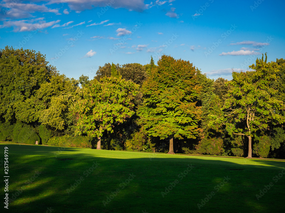 Obraz premium Trees and meadows in the spring.