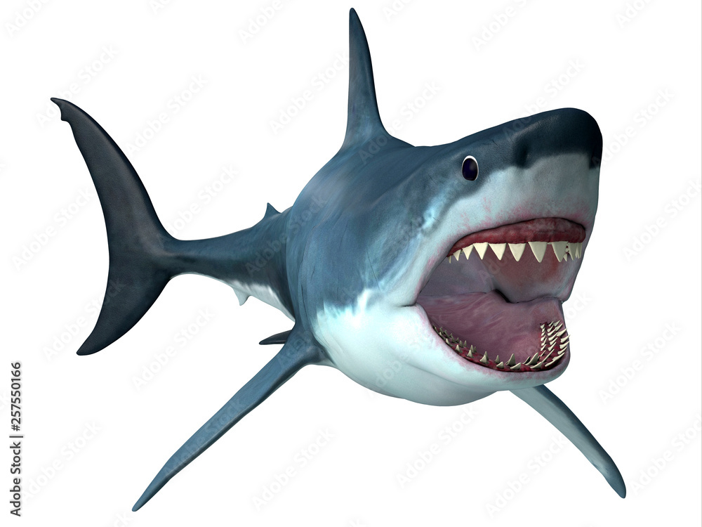 Fototapeta premium Megalodon Predator Shark - Megalodon was an enormous carnivorous shark that roamed the oceans of the Pleistocene Period.