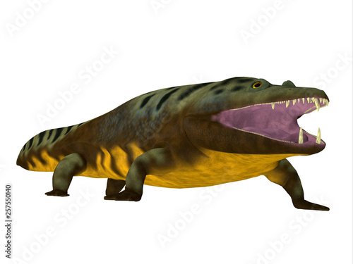Mastodonsaurus Amphibian on White - Mastodonsaurus was an aquatic carnivorous amphibian that lived in Europe during the Triassic Period.