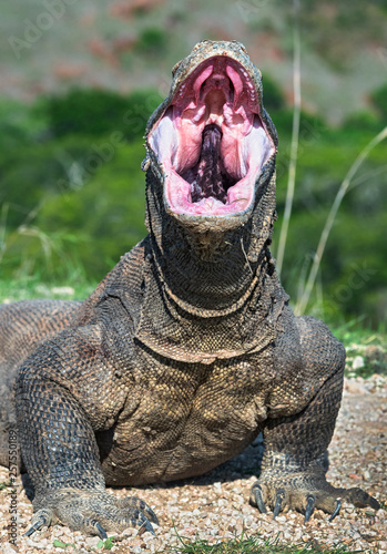 The open mouth of the Komodo dragon. Close up portrait  front view. Komodo dragon.  Scientific name  Varanus Komodoensis. Natural habitat. Indonesia. Rinca Island.