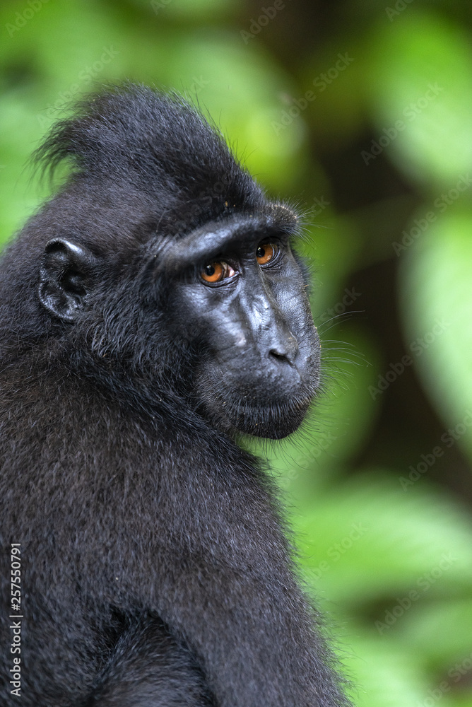 The Celebes crested macaque . Close up portrait. Crested black macaque, Sulawesi crested macaque, or the black ape.  Natural habitat. Sulawesi. Indonesia.