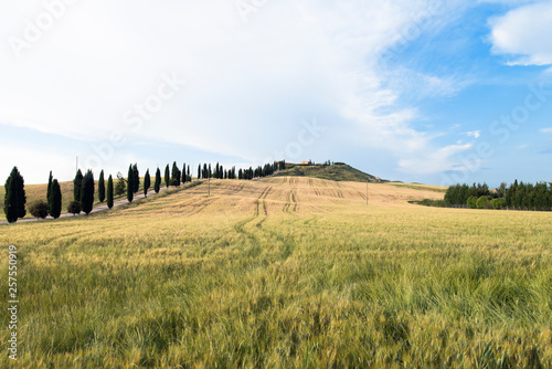An isolated house and cypresses in a field in Val d'Orcia (or Valdorcia), a very popular travel destination in Tuscany, Italy