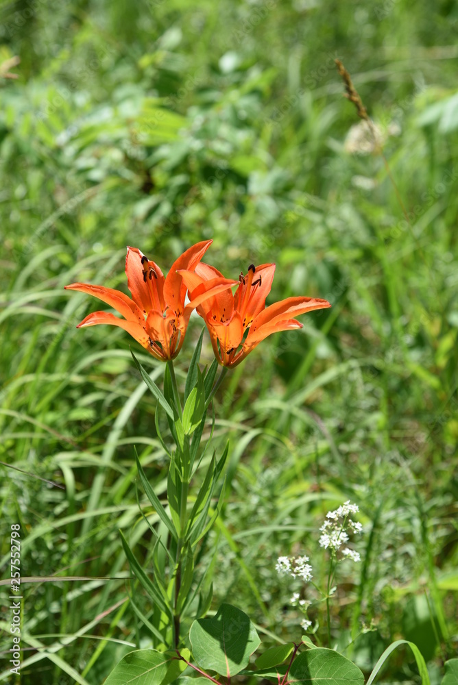 tiger lilies