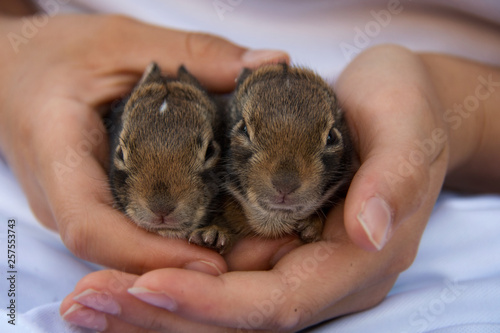 Closeup of two tiny baby bunnies from a spring litter being held gently in human hands with faces looking at camera