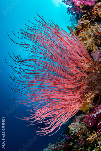 Coral Reef Underwater