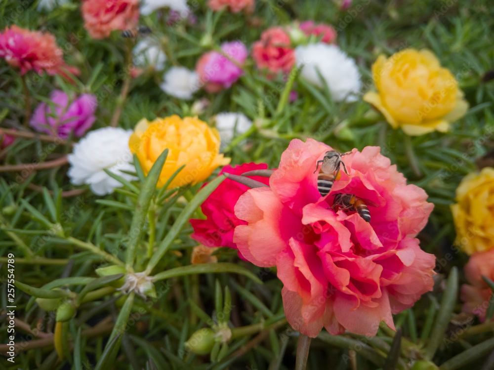 Bees are eating nectar from pollen in the garden on nature background. Bees are eating nectar from pollen in the garden on nature background.