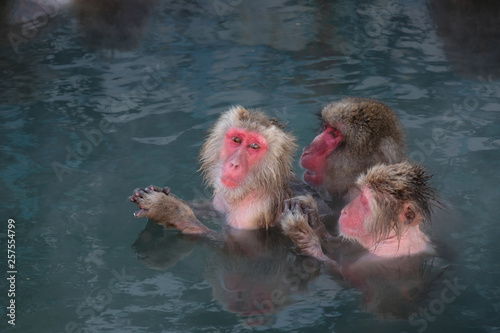 Monkey Onsen - Massage