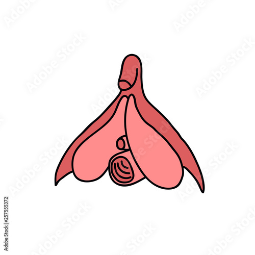 clitoris doodle illustration