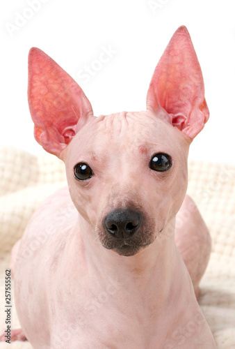 American Hairless Terrier dog portrait close-up lying down on woolen plaid  against white background