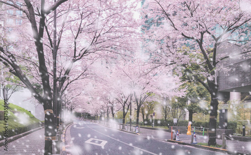 桜並木 © Motoki UEMURA(JPN)