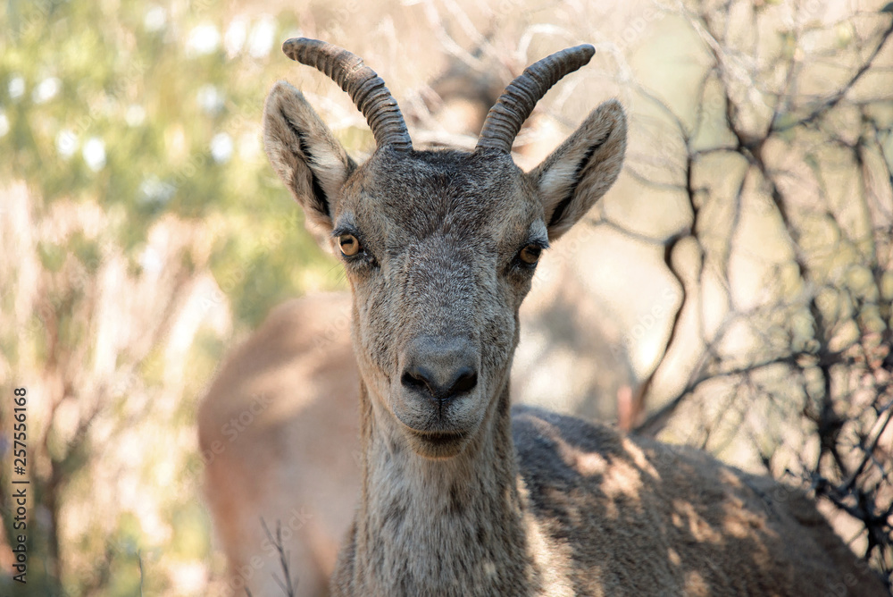 Female of Ibex, Capra pyrenaica in Spain, Europe. Female of Ibex, Capra pyrenaica in Spain, Europe.