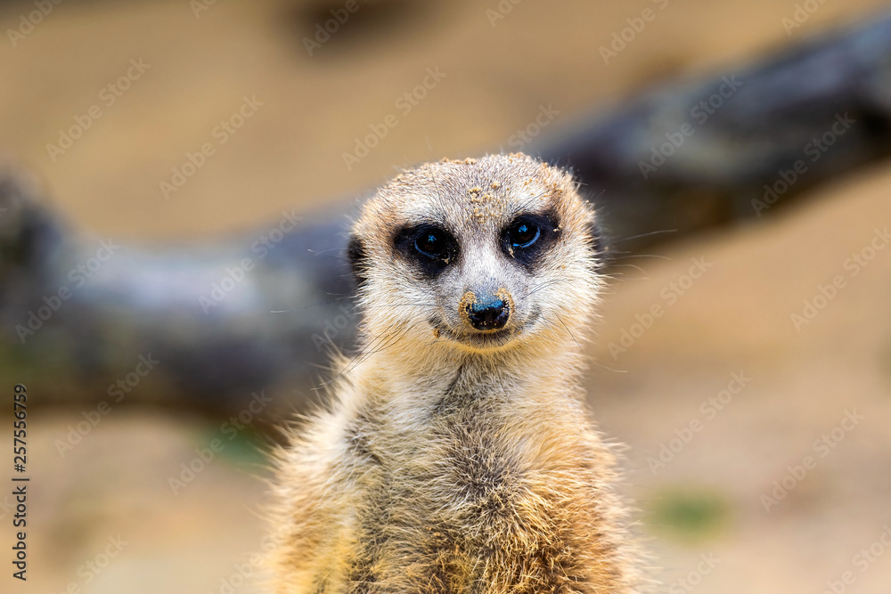 Photo of a Meerkat (Suricata suricatta). This mammal can be found in the Kalahari desert, the Namib desert, Angola and South Africa. Photo of a Meerkat (Suricata suricatta). This mammal can be found in the Kalahari desert, the Namib desert, Angola and South Africa.