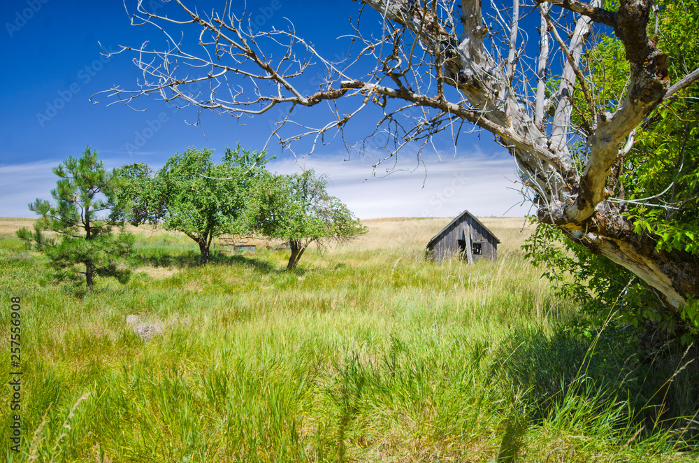 Obraz premium Abandoned Shed in Forgotten Field of green