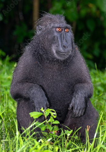 The Celebes crested macaque . Green natural background. Crested black macaque, Sulawesi crested macaque, sulawesi macaque or the black ape.  Natural habitat. Sulawesi. Indonesia.