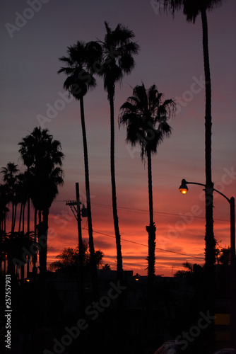 Palm trees at sunset in LA