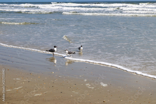 Seagulls playing at the waters edge