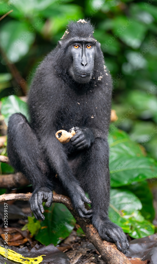 Obraz premium The Celebes crested macaque eating. Green natural background. Crested black macaque, Sulawesi crested macaque, or the black ape. Natural habitat. Sulawesi. Indonesia.