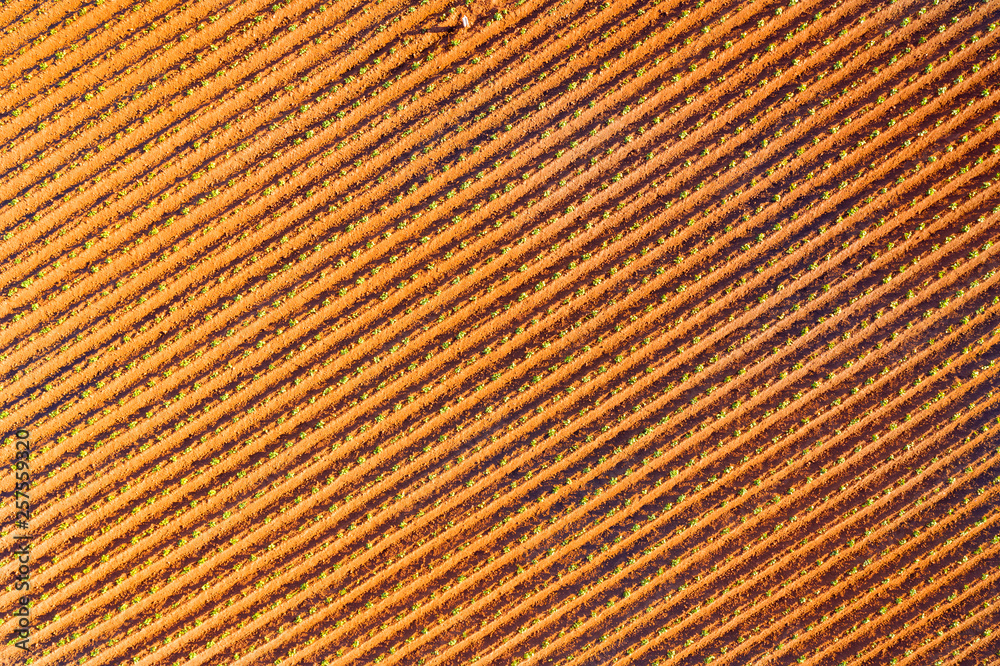 Orange vegetable field pattern from the air Orange vegetable field pattern from the air