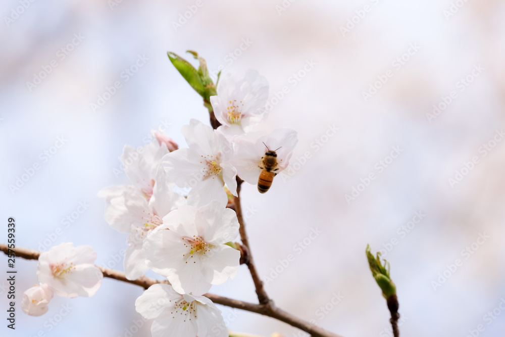 桜とミツバチ 桜とミツバチ