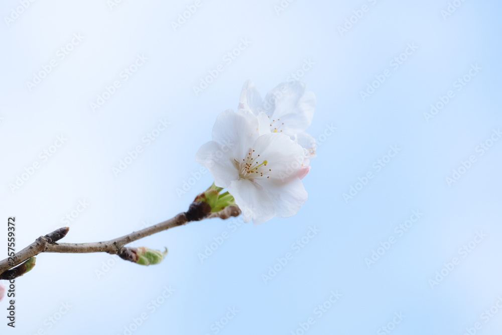 桜と青空