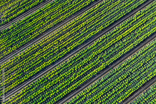 Green field cabbage pattern from the air