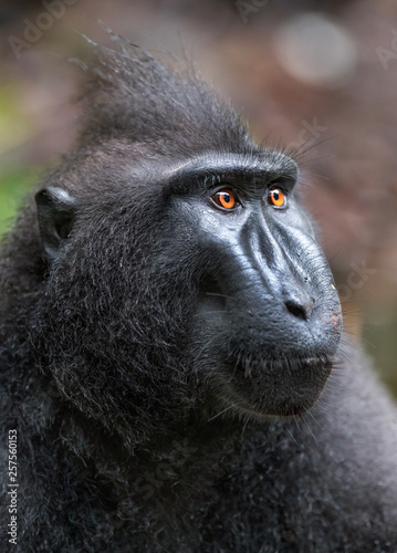 The Celebes crested macaque . Close up portrait. Crested black macaque, Sulawesi crested macaque, or the black ape.  Natural habitat. Sulawesi. Indonesia. © Uryadnikov Sergey
