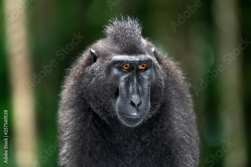 The Celebes crested macaque. Front view, Close up portrait. Green natural background. Crested black macaque, Sulawesi crested macaque, or the black ape. Natural habitat. Sulawesi. Indonesia.