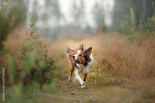 red dog running into the field. Border Collie on the nature of the morning playing. Walking with pets, active, healthy © Anna Averianova