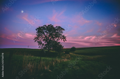 epic tree in midwest pasture at sunset