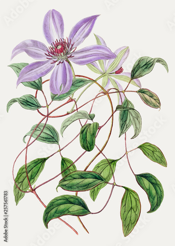 Virgin's bower