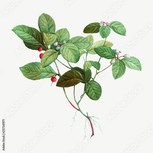 American Wintergreen plant