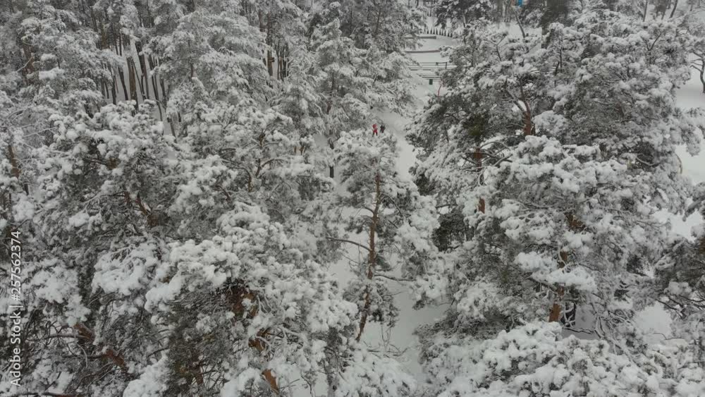 Aerial photography flight over the snow-covered winter forest. Winter landscape a large amount of snow on the branches of trees. Aerial photography flight over the snow-covered winter forest. Winter landscape a large amount of snow on the branches of trees.