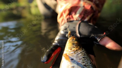 Trout caught on artificial bait