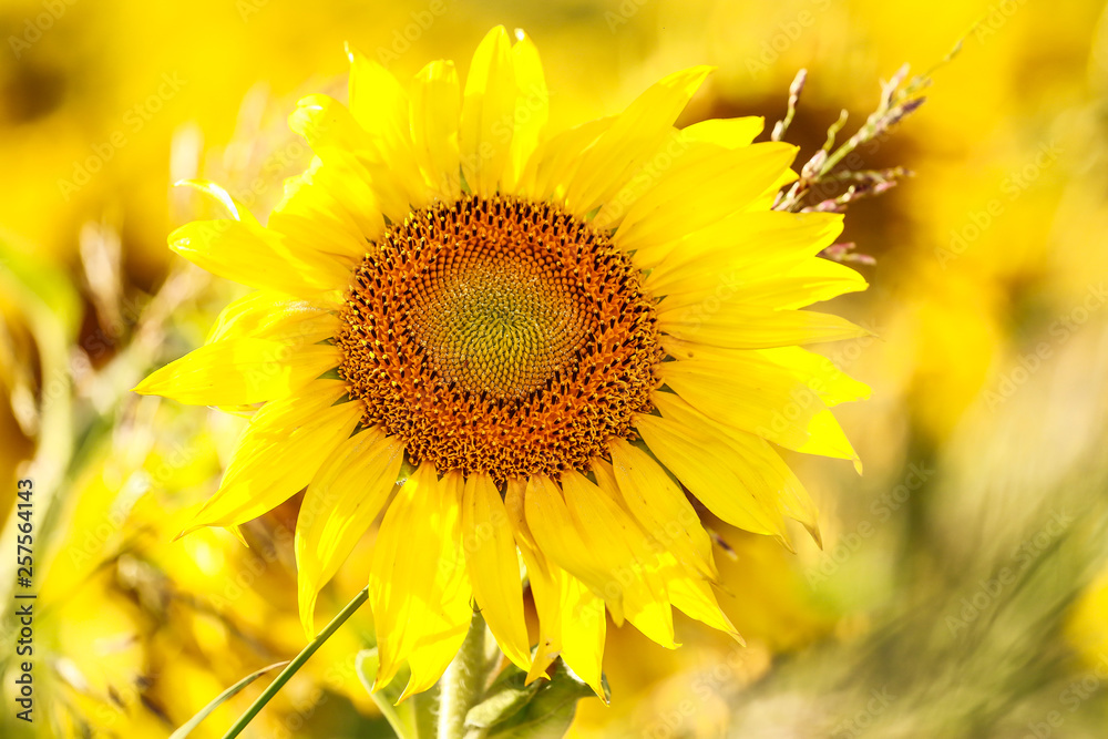 Obraz premium Girasoles