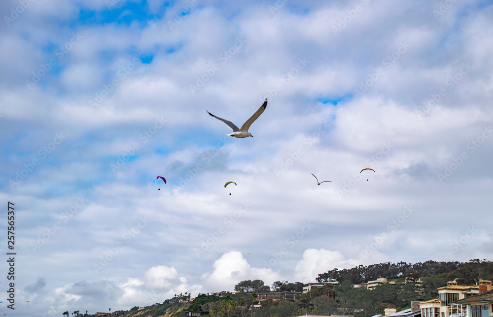 Hang Gliders or Seagulls, or Both? Hang Gliders or Seagulls, or Both?