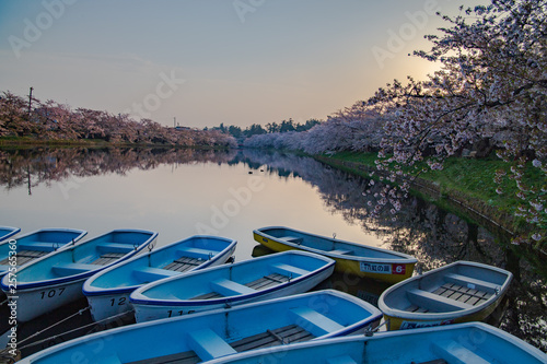  Cherry Blossoms of Aomori Prefecture
