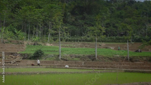 farmers grow rice in the fields
