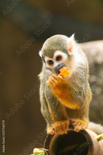 little monkey © Andres