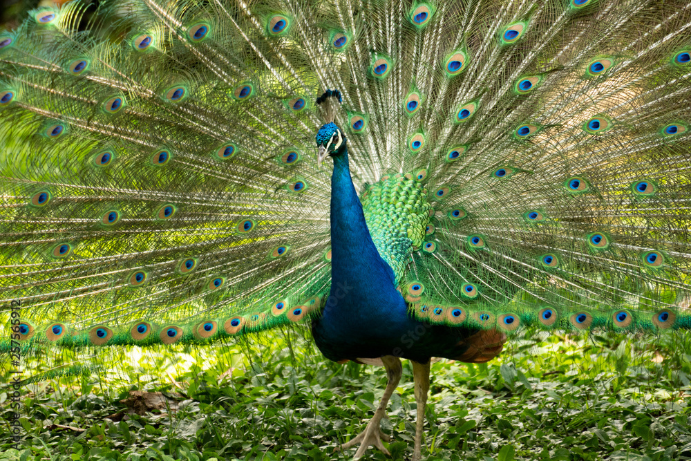 Obraz premium peacock with feathers