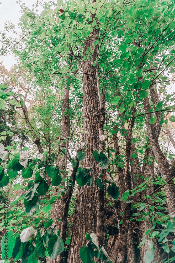 Fototapeta premium a tall tree covered in green leaves