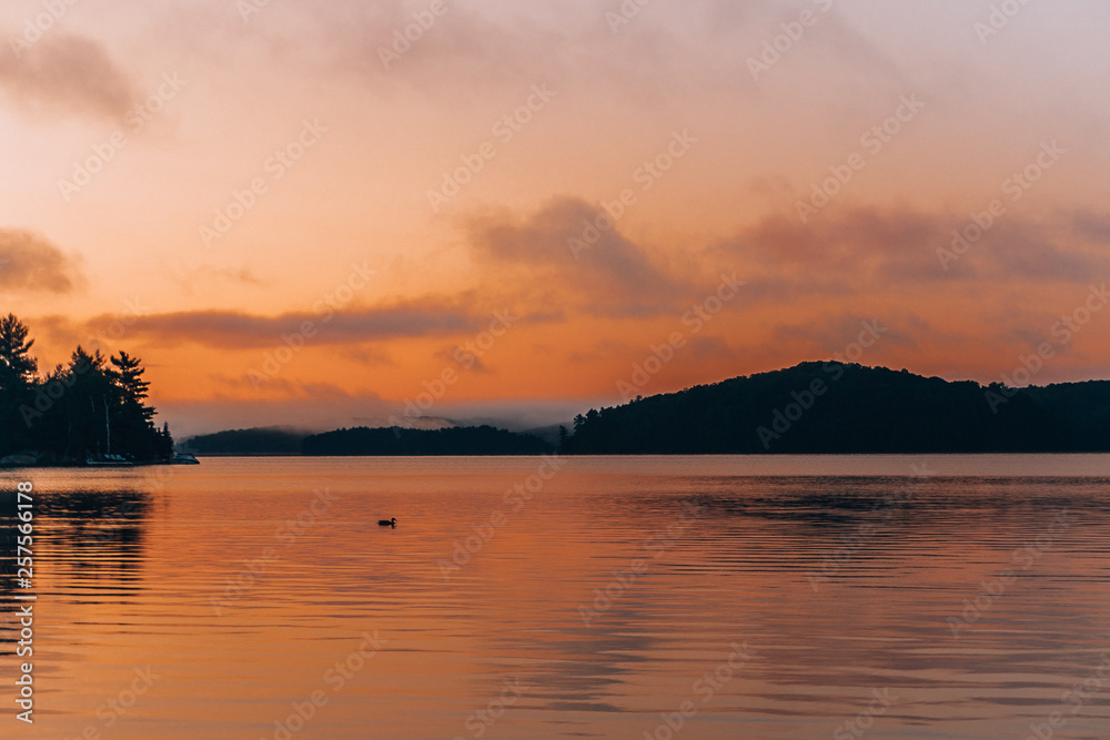 a still lake at sunrise with a loon floating on the water