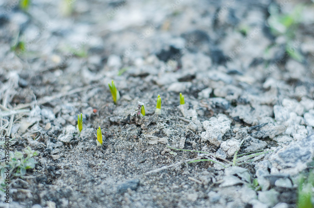 Spring insulation for plants after winter Spring insulation for plants after winter
