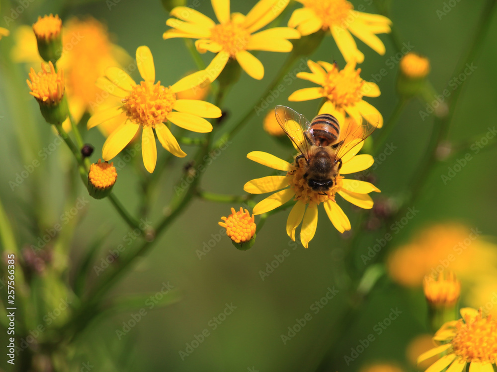 bee on flowers bee on flowers