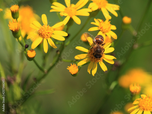 bee on flowers