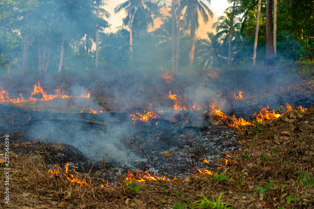 Bush fire in tropical forest in island Koh Phangan, Thailand, close up Bush fire in tropical forest in island Koh Phangan, Thailand, close up
