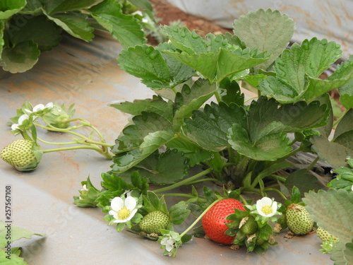 strawberry plant with leaves, flowers and fruits in a foggy morning photo