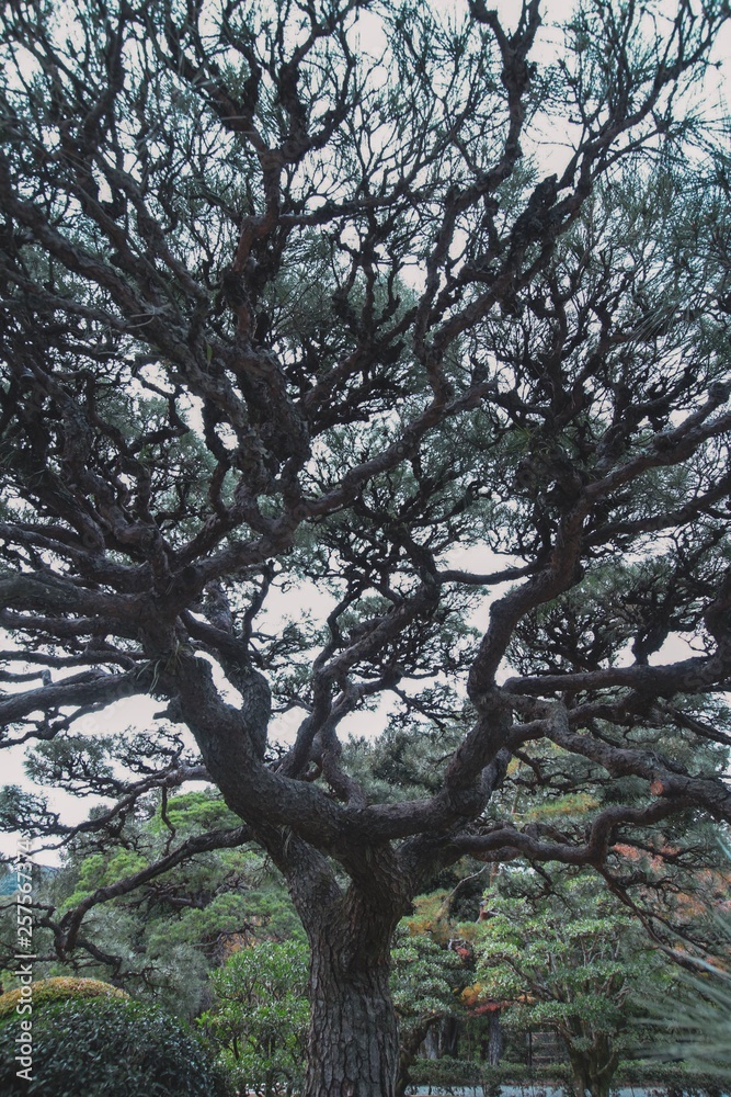 Fototapeta premium 木