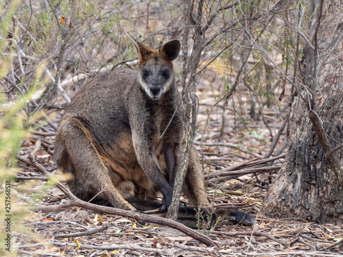 Swamp Wallaby (Wallabia bicolor) AKA Black Wallaby.  Maldon, Victoria, Australia © wrightouthere