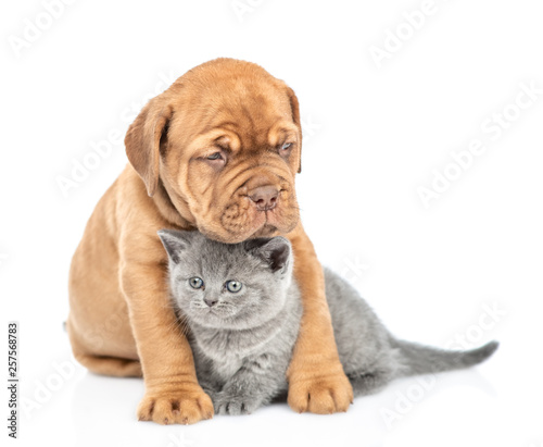 Cute puppy embracing baby kitten. isolated on white background